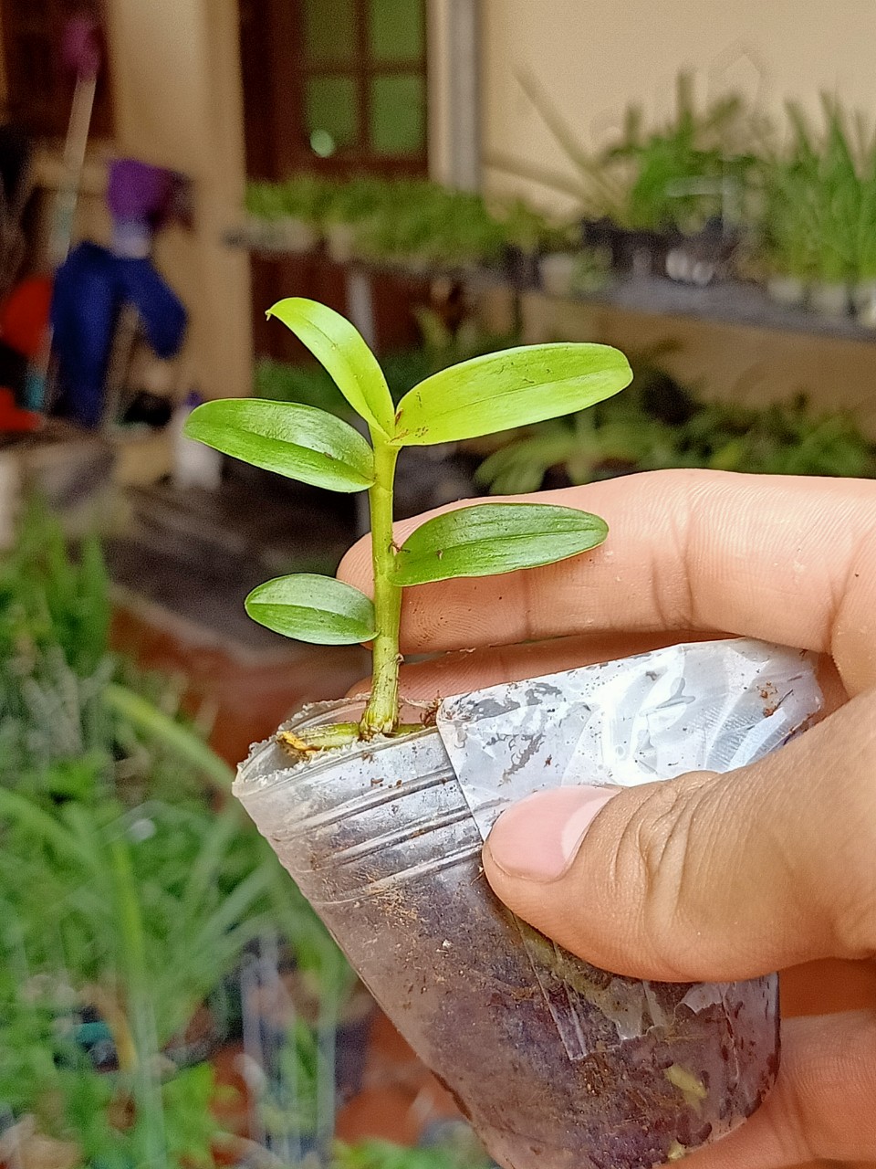 Hoa Lan Chớp Mỹ Hàng Ki 51 chuẩn hoa