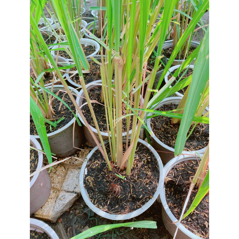 Bụi Sả Thái (Sả Java)