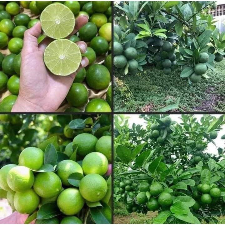 Cây chanh tứ quý giống