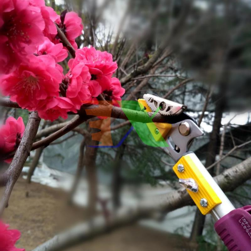 Tools fruit picking hq-3m, pickets picking fabric, pickets picking fruit label, Bird fruit picking, cutting fruit on high with clip holder (3m), together with the saw blade, pruning shears branch on high