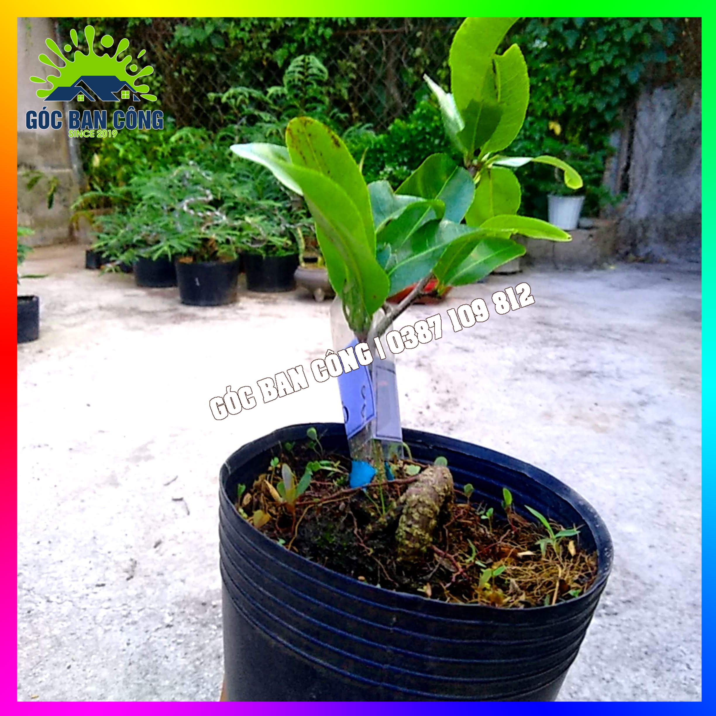 Cây Mai Cúc Đọt Đỏ Gốc Quái Mini