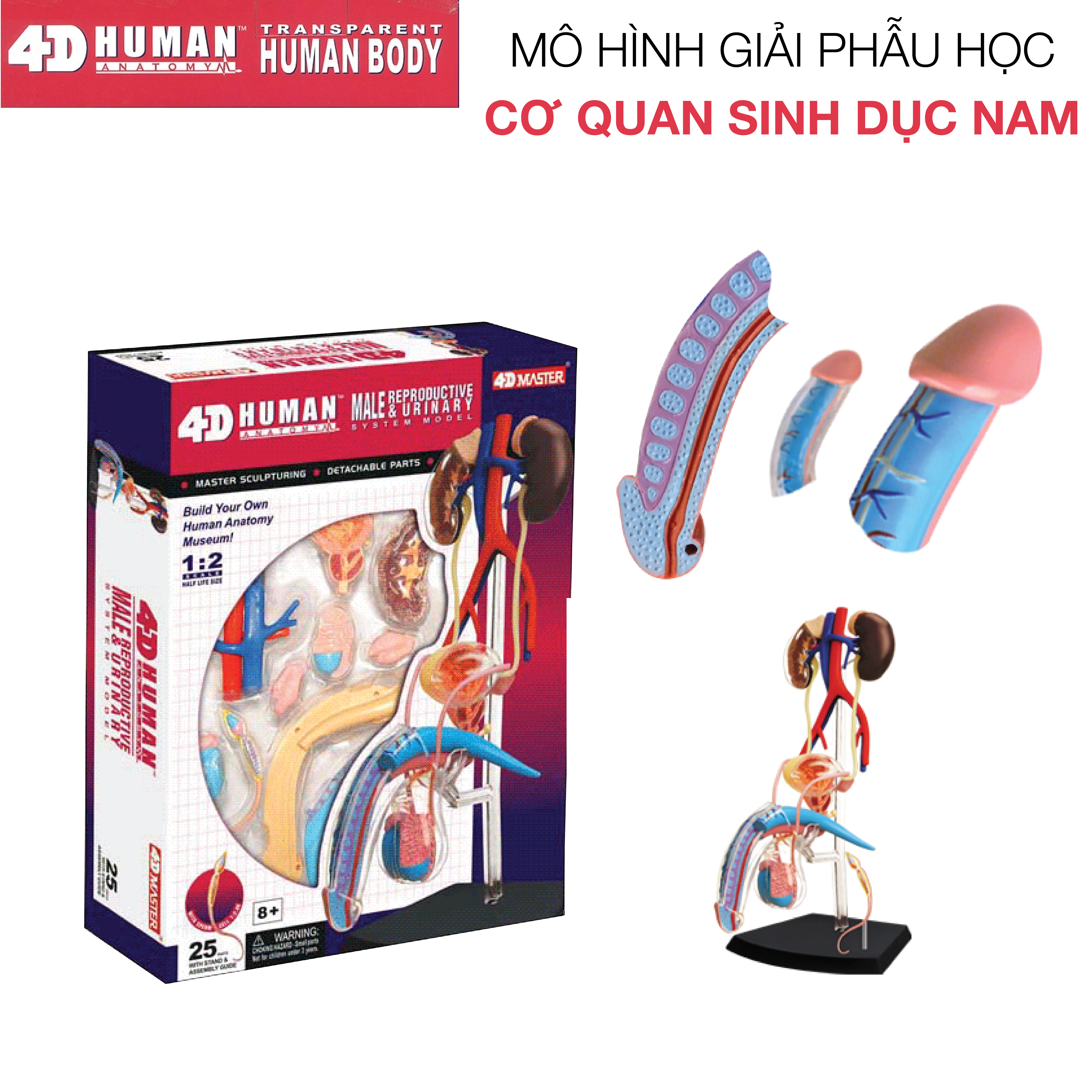 [HCM] MÔ HÌNH GIẢI PHẪU - CƠ QUAN SINH DỤC NAM