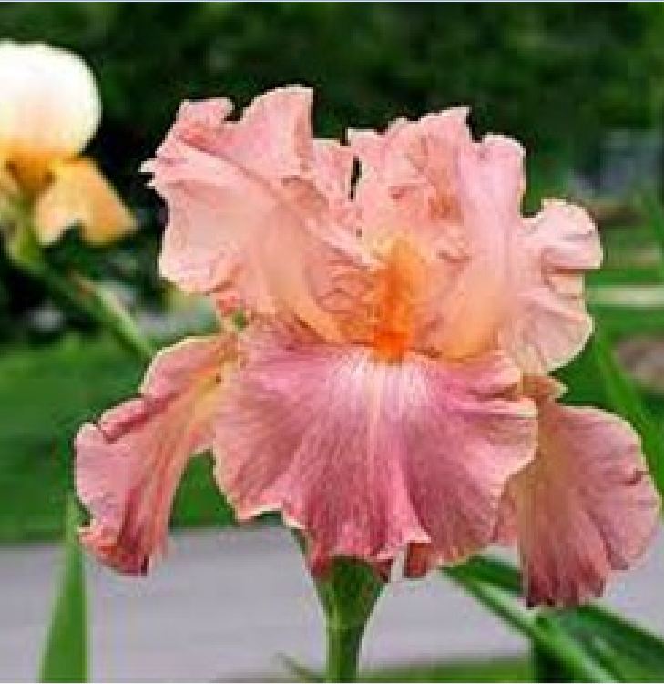 Hạt giống hoa Diên vĩ Hồng (Iris Hồng ) - Gói 10 hạt