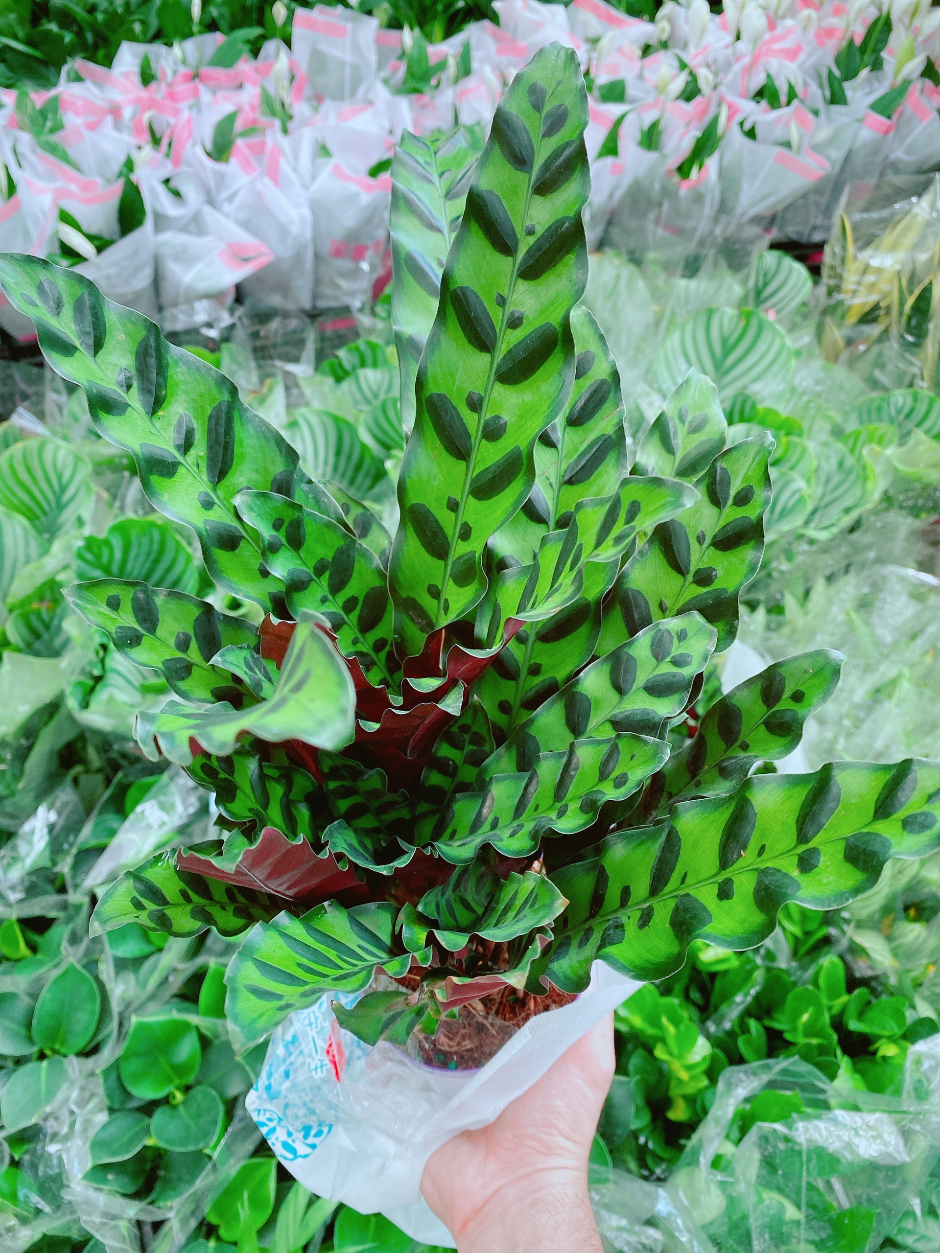 [HCM]Cây Đuôi Công Phụng Size Lớn