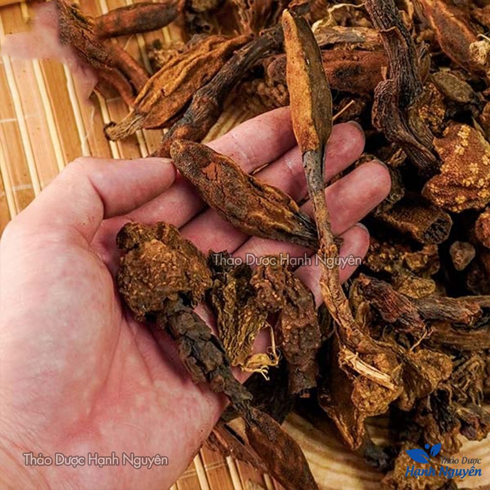 Nấm ngọc cẩu 500g, khô, nguyên búp, hỗ trợ bổ thận tráng dương, tăng cường sinh lý nam, mạnh gân cốt