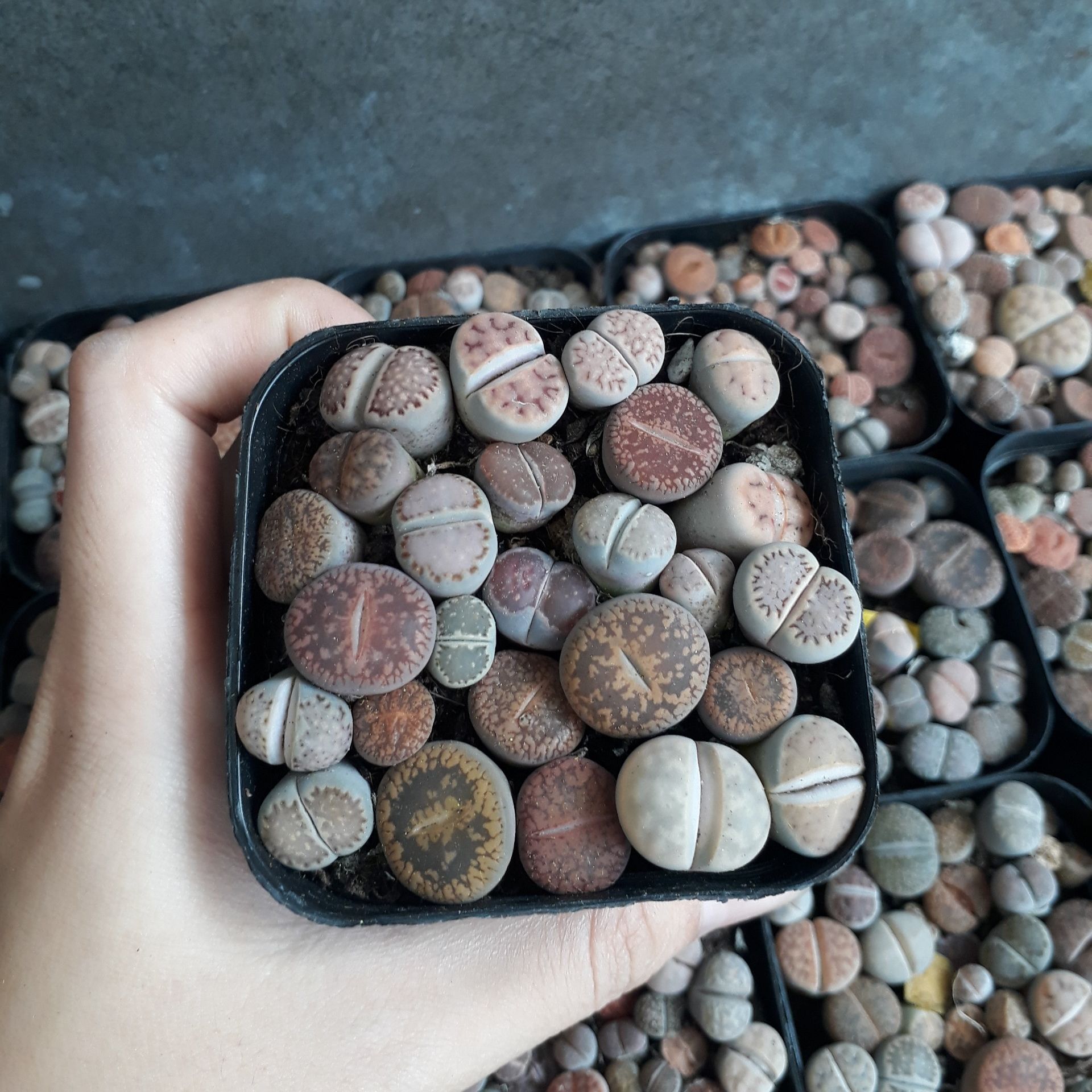 Sen mông chậu vuông Mix đủ màu/đủ loại (Sen Mông/Lithops/Thạch Lan)