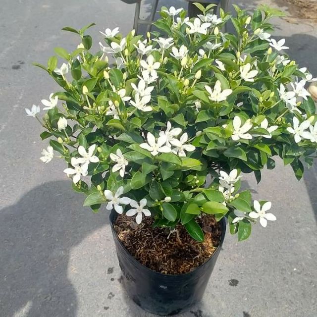 Chậu Hoa Mai Chỉ Thiên, Chậu Hoa