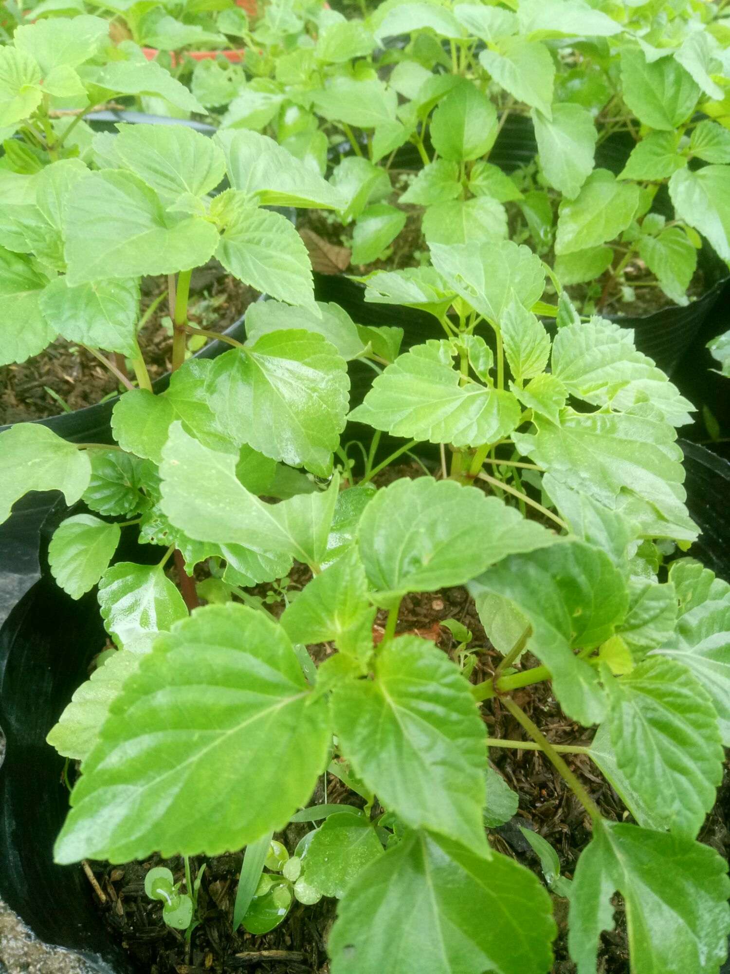 Cây hoa xác pháo đỏ.cây giống