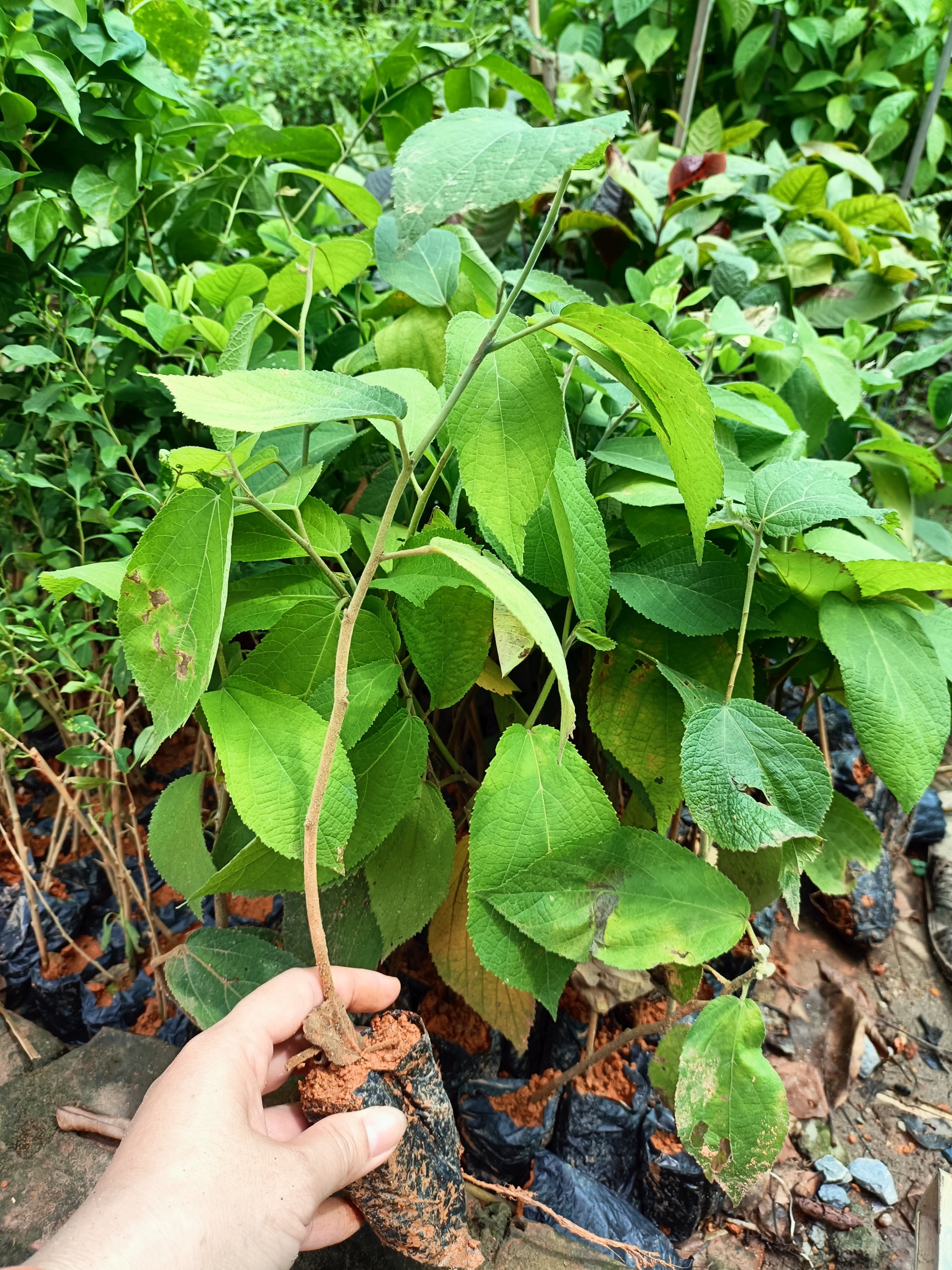 Cây giống an xoa tím