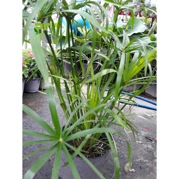 Cây Thuỷ trúc size nhỏ - lọc sạch nước bể cá, hồ cá