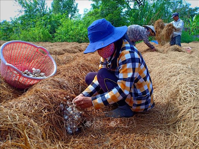 500gr NẤM RƠM KHÔ ĐÀ NẴNG - loại ngon