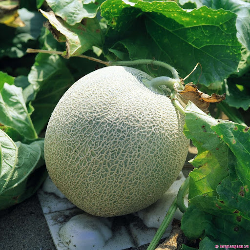🍈20H_HẠT GIỐNG DƯA LƯỚI (DỄ TRỒNG)🍈