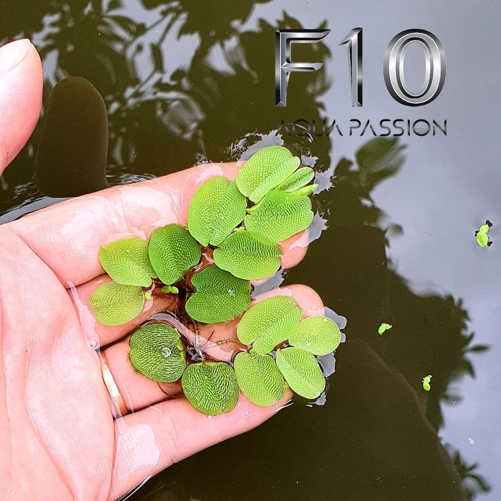 Bèo ong thủy sinh Bèo thủy sinh Rất đẹp