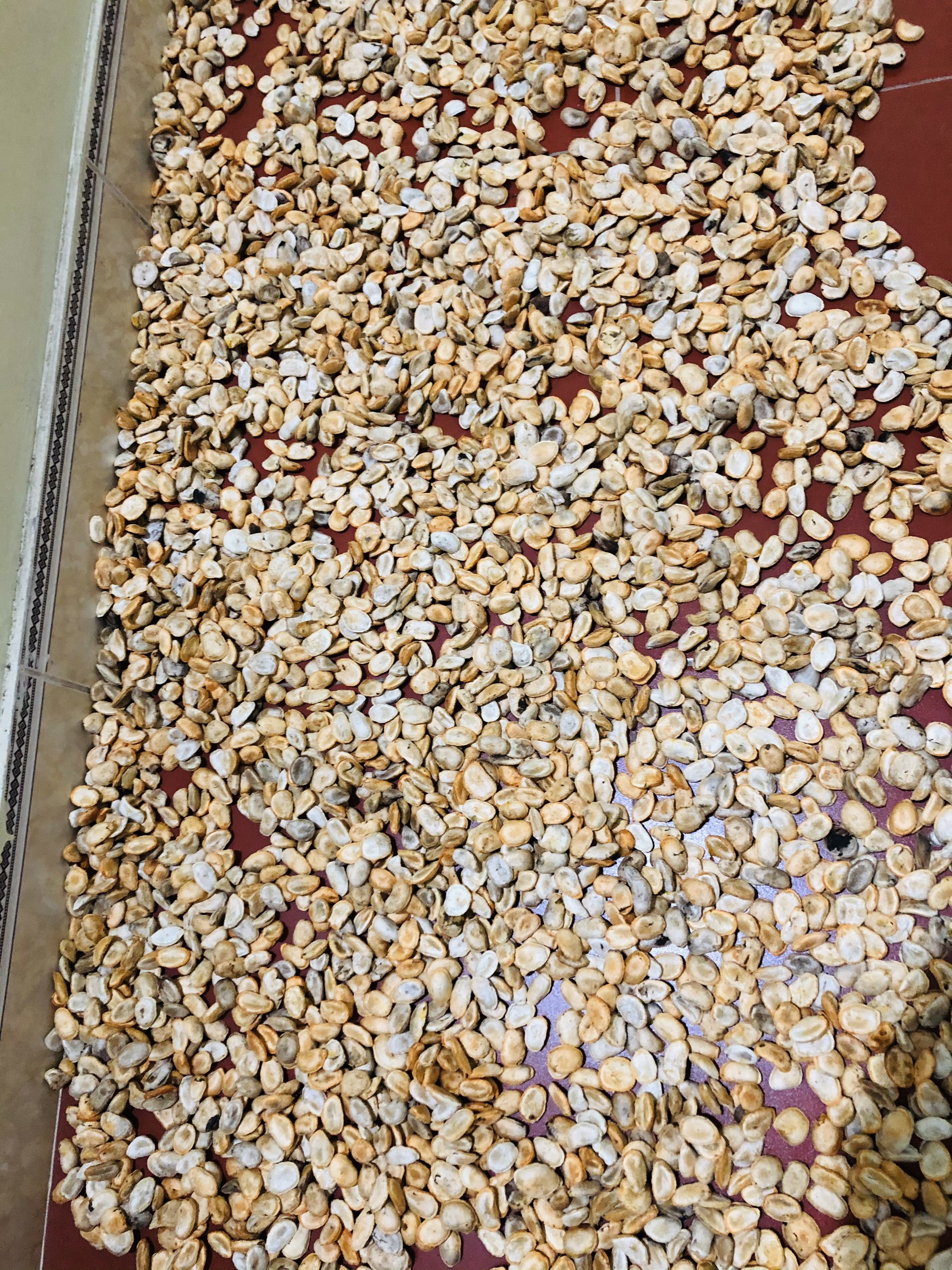 Com bo 100 hạt Sang ( hạt trắng )