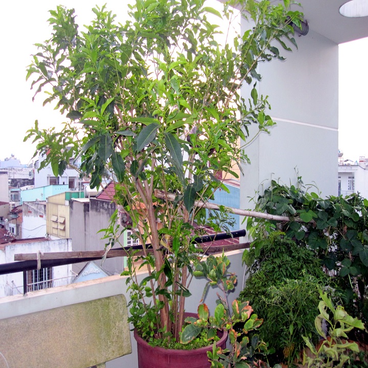 CÂY GIỐNG LÁ VỐI NẾP