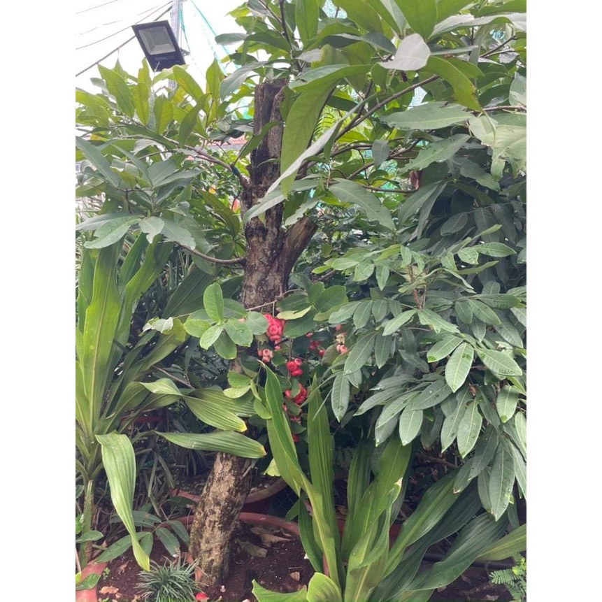 Giống Cây Mận Hoàng Yến (cây ghép - trồng chậu được)