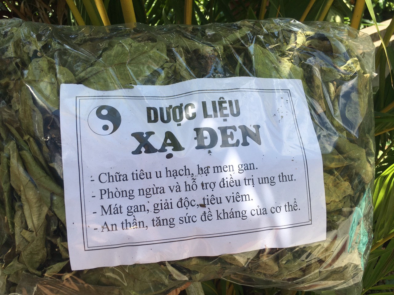 [GIÁ TẠI VƯỜN] 1kg Cây xạ đen Hòa Bình (xanh, khô, sạch, thơm)