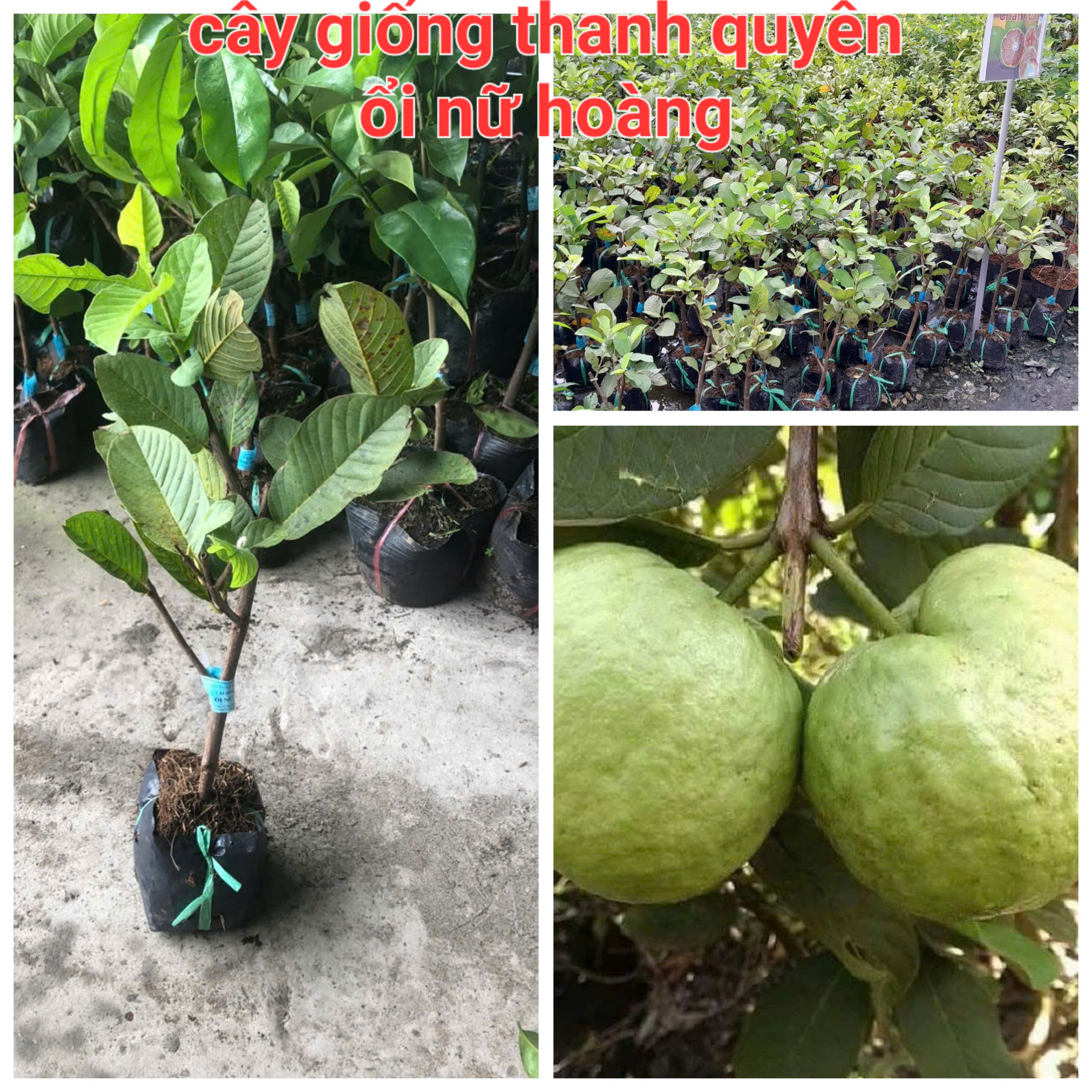 Queen Guava Tree