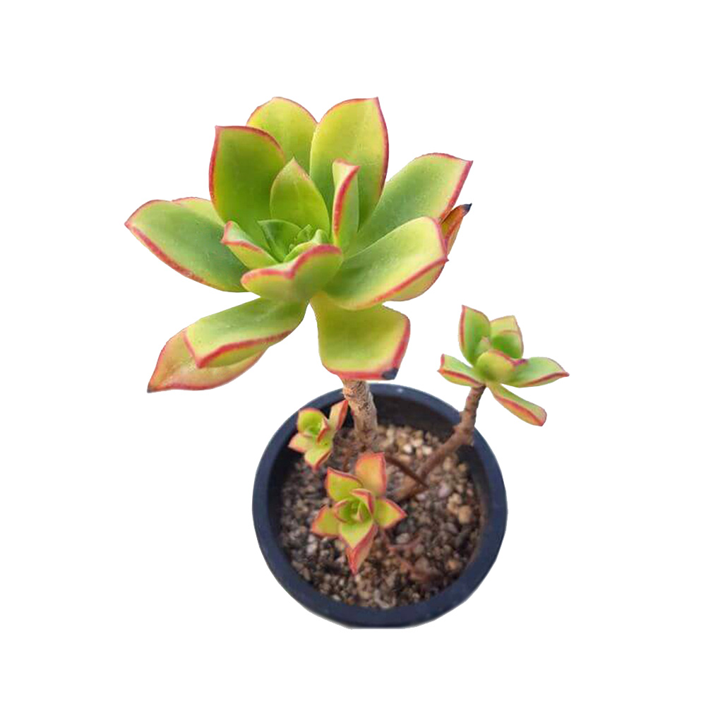 Sen đá 3 màu size bầu 3-5 cm