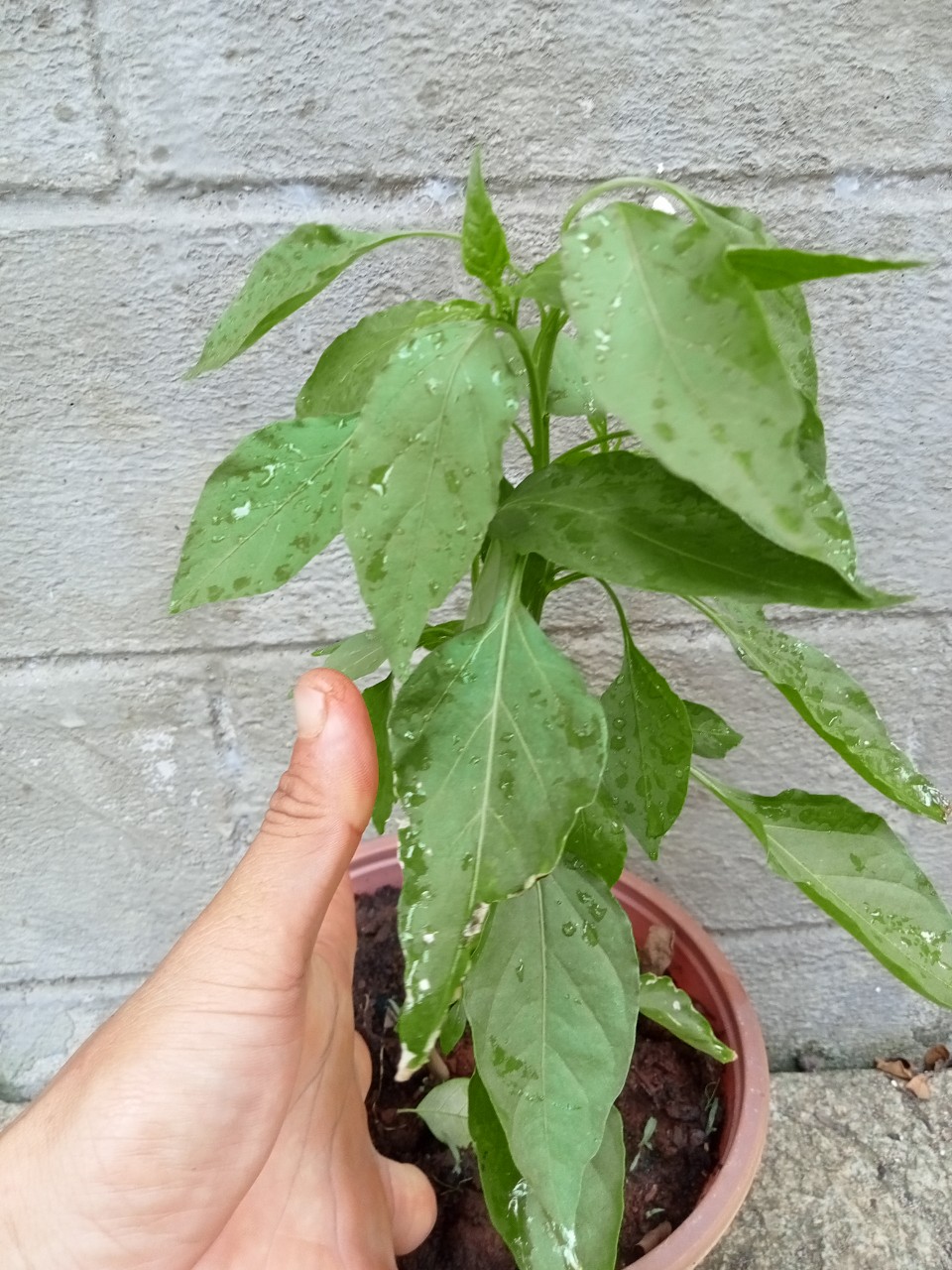 Cây ớt bí ngô (pumpkim pepper)