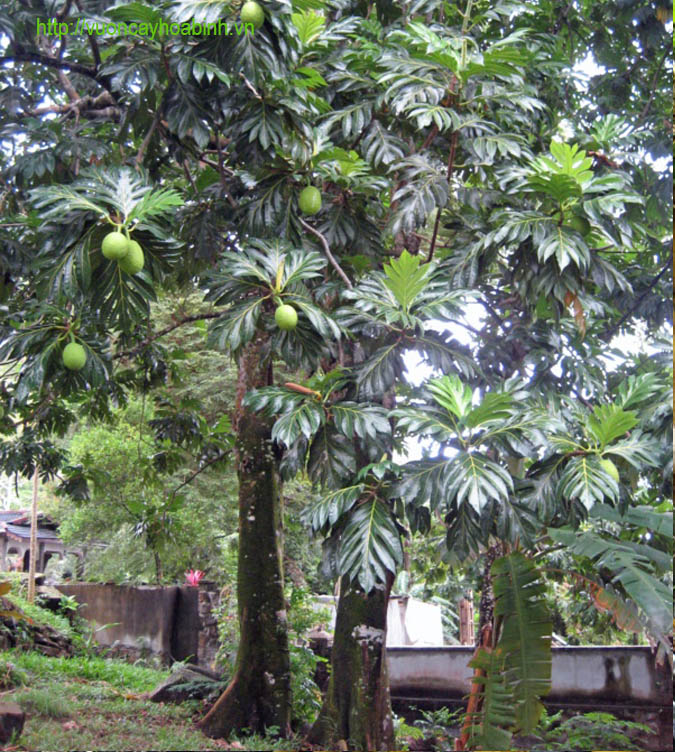 cây sakê giống (cây bánh mỳ)