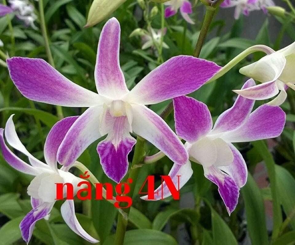 Hoa lan denro nắng 4N