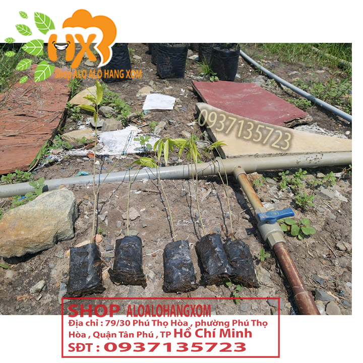 [HCM]combo 5 cây trầm hương ( cây giống )
