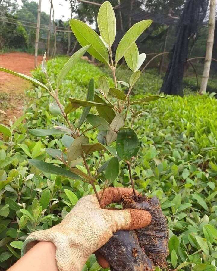 cây giống sim rừng
