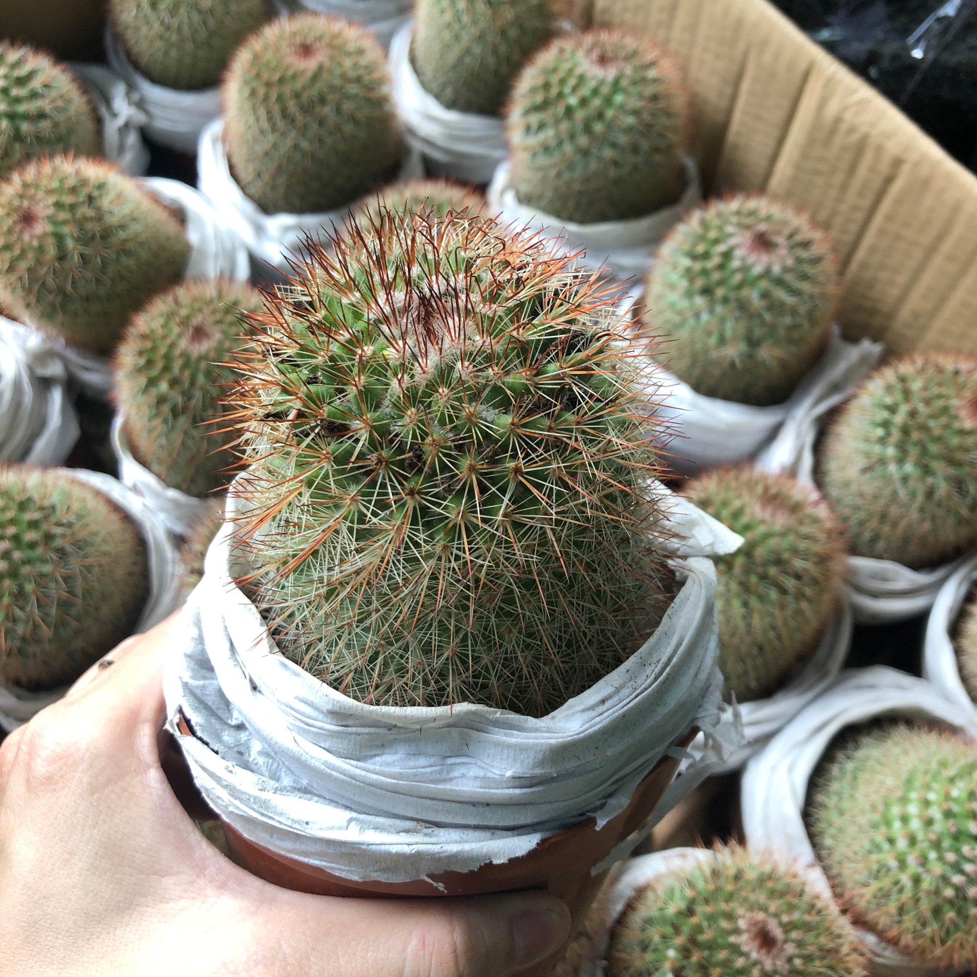 Xương rồng noto gai đỏ