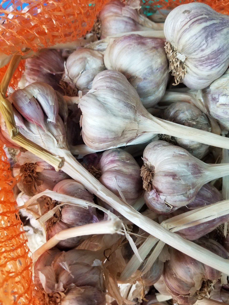 Tỏi tía khô Hải Dương Bao chuẩn tỏi bắc thơm ngon Thiên Thảo Organic