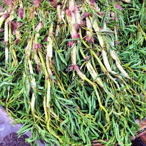 Hạt giống Rau Nhúc - Gói 1 gram ( Rau Nhút )