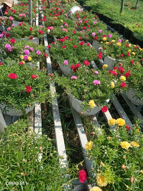 Chậu mười giờ nhiều màu