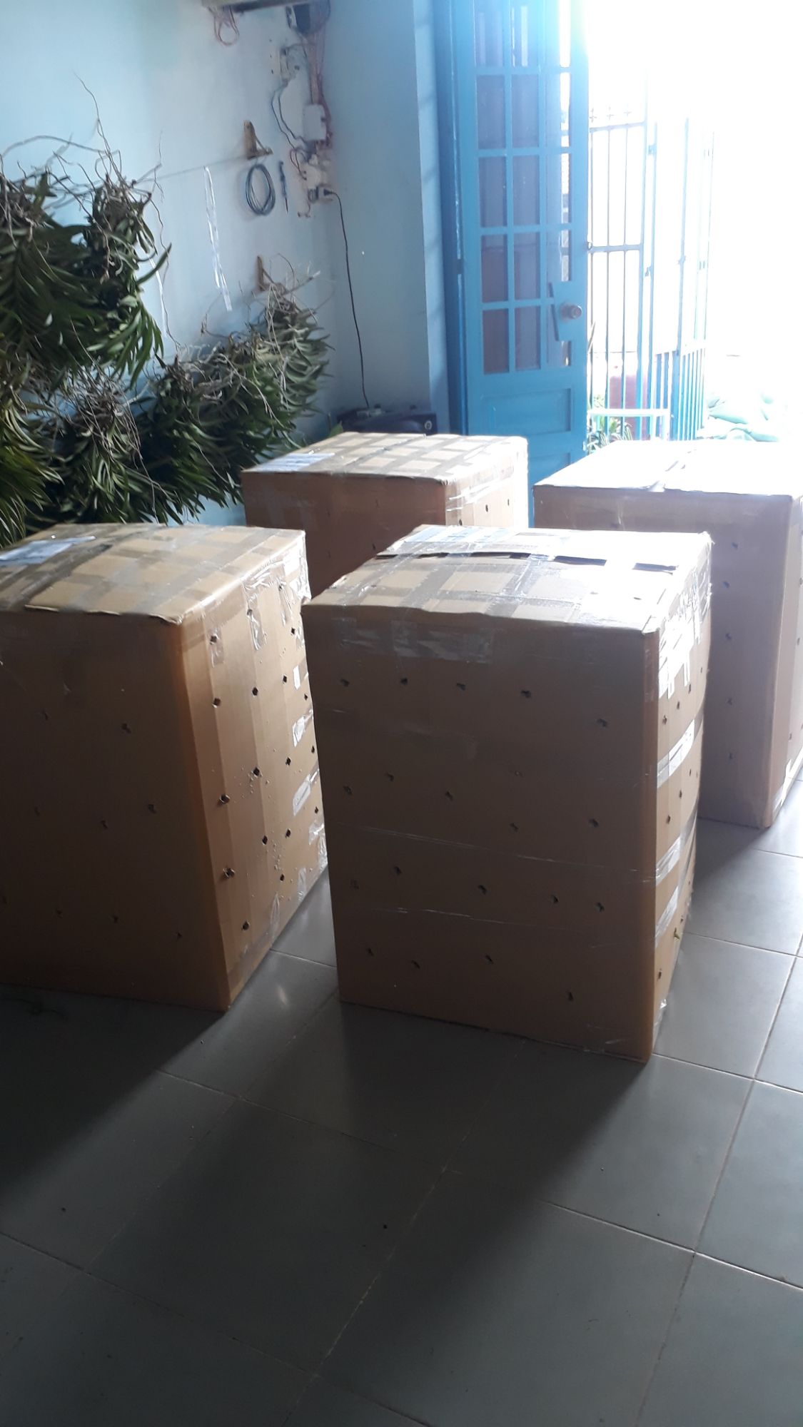2 Cây Lan Giống Mokara Màu Đỏ(Cây cao 70-80)