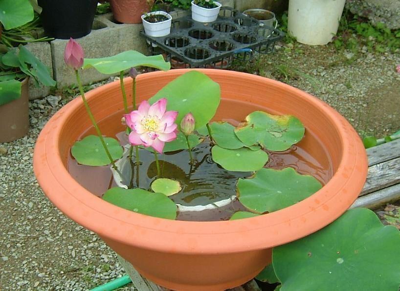 Gói 5 hạt giống sen mini Nhật màu HỒNG NHẠT