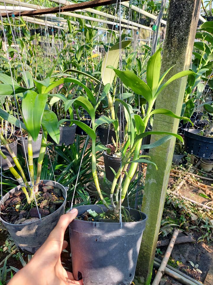[HCM]Hoa lan dendro chớp vàng đỏ - 1 chậu (tỷ lệ xổ chớp) (hoa tết)