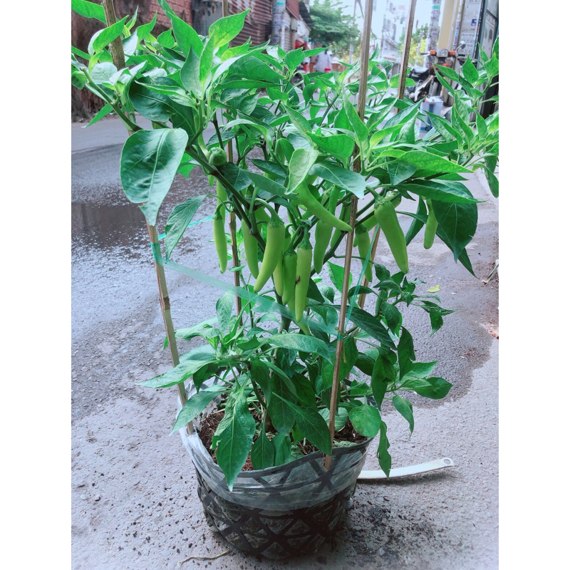 Bụi Ớt Sừng Lớn