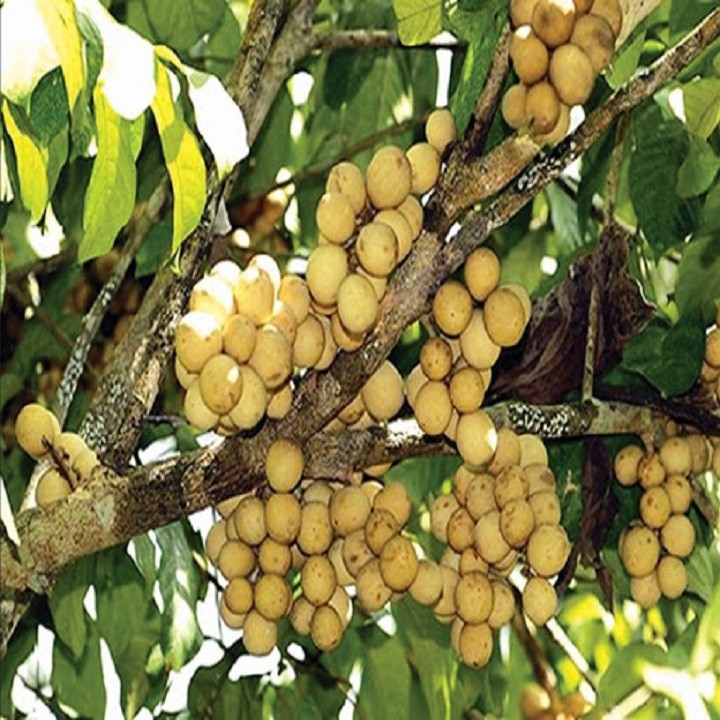 Cây giống dâu da đất siêu quả - C126