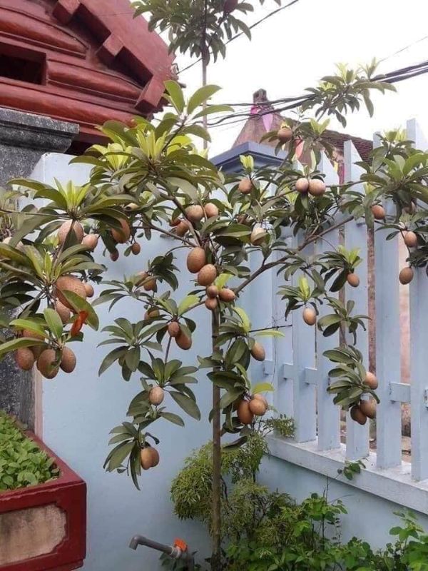 CÂY GIỐNG HỒNG XIÊM XOÀI