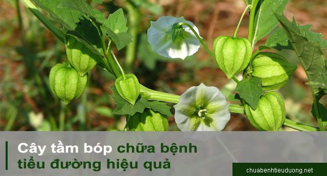 Hạt Giống Cây Tầm Bóp - 0.2gram/gói