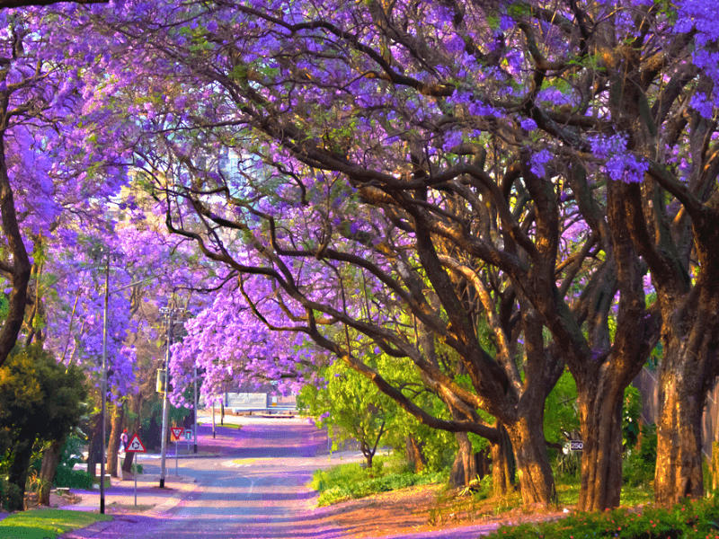 Cây giống hoa Phượng Tím - Jacaranda mimosifolia