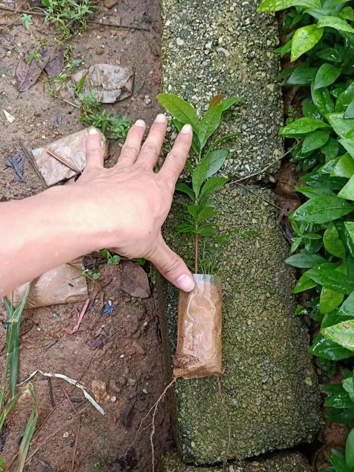 Conbo 3 Cây giống mai vàng Yên Tử