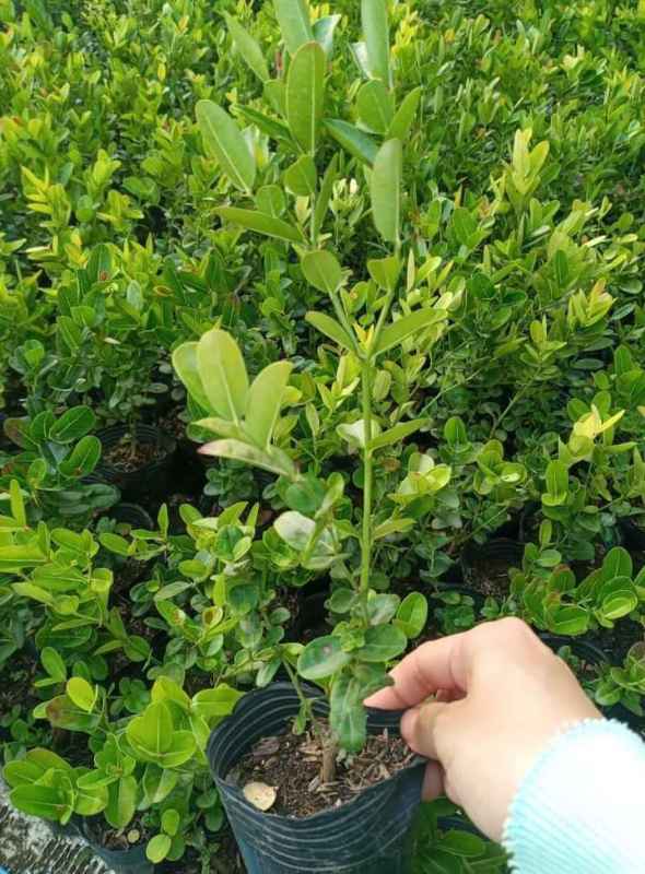 Cây Siro cao 50cm (ảnh thật)