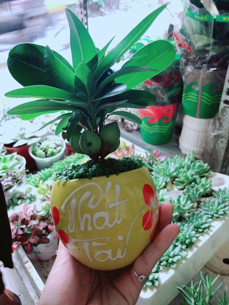 Chậu Cây May Mắn Phát Tài