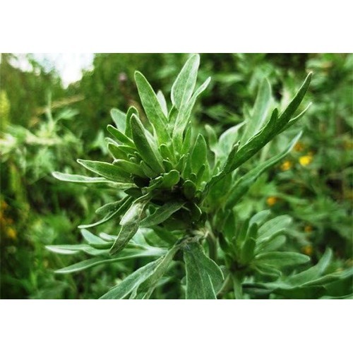 Cây ngải dại giống