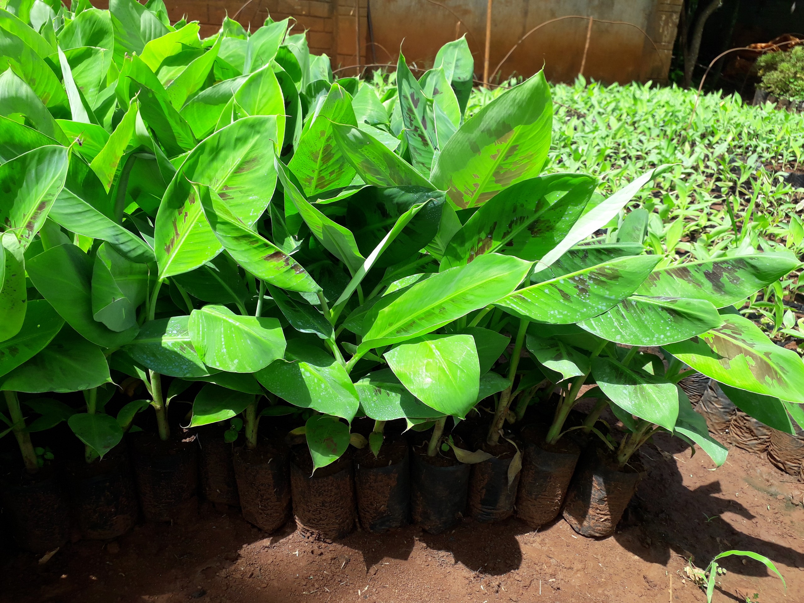 CÂY GIỐNG CHUỐI NÀNG TIÊN [ Cây đẹp khỏe cao trên 50 cm ] [ GIAO HÀNG NHANH ]
