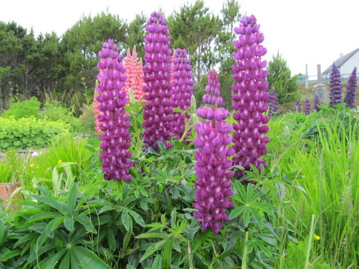 Gói 500 hạt giống hoa đậu lupin
