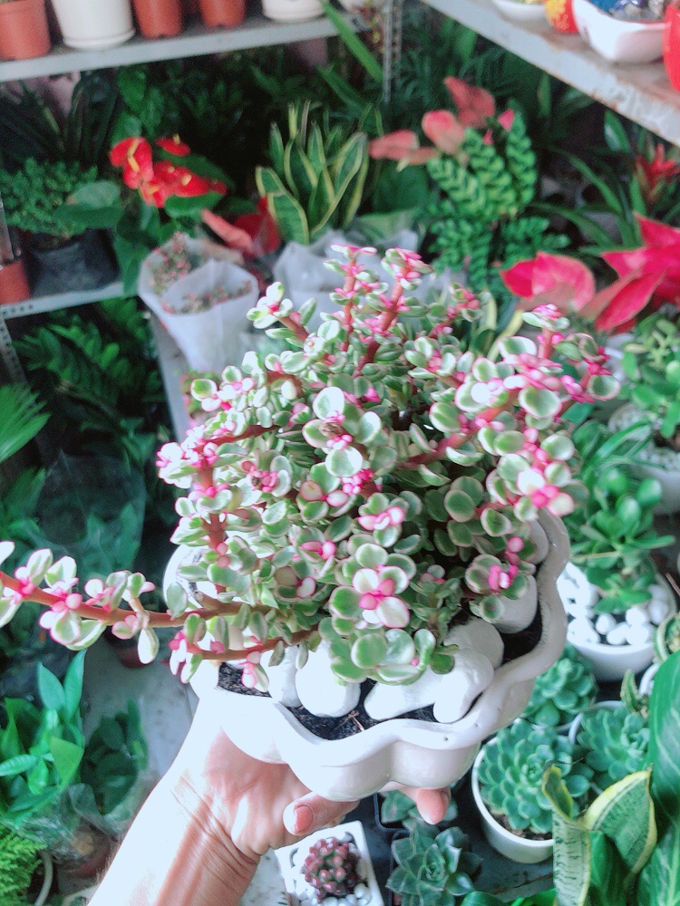 Chậu Cây Cành Vàng Lá Ngọc Thân Cổ Thụ
