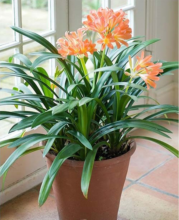 LAN QUÂN TỬ CÂY lớn , hàng lên chậu GIÁ RẺ