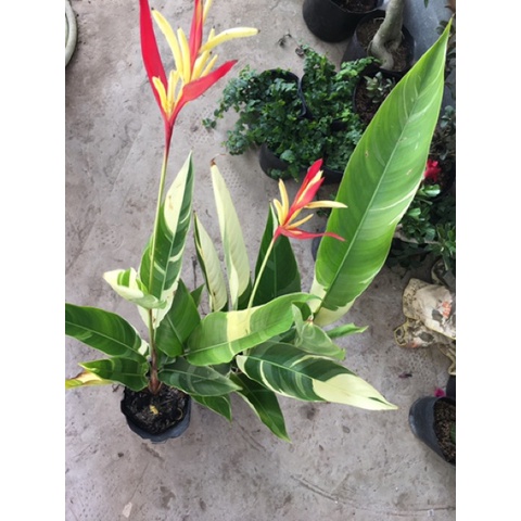 CÂY GIỐNG Chuối mỏ két cẩm thạch ( thiên điểu )
