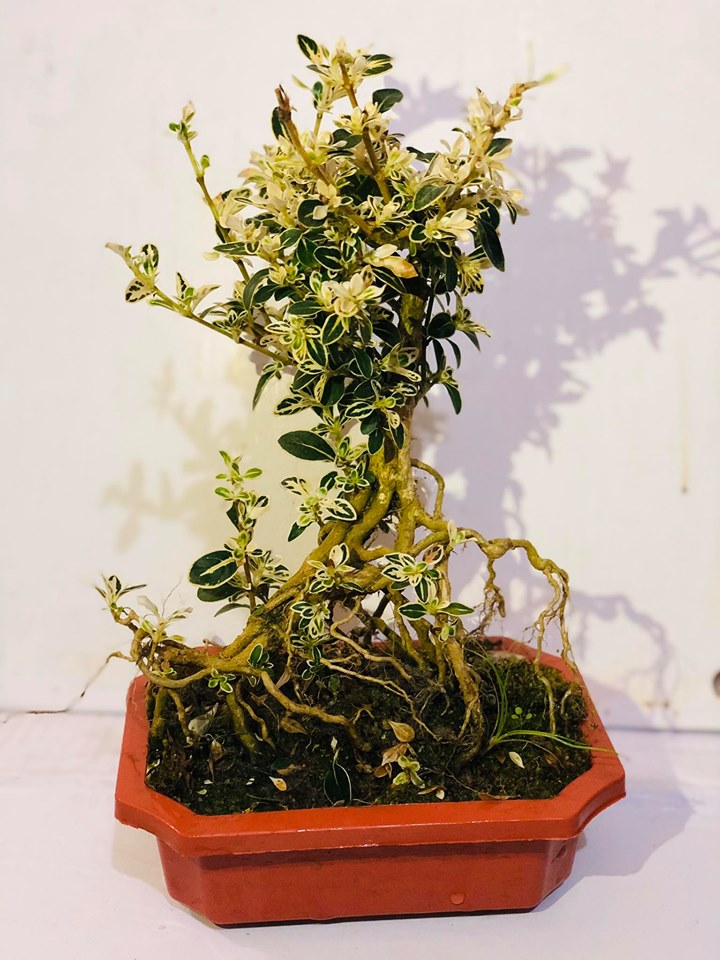 Cây bạch tuyết mai bonsai để bàn